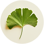 Ginko Biloba Leaf